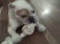 Kwyjibo The Bulldog Eating A Bone