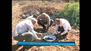 تقرير الاعلامي محمد شتية حول زيت البدودية في قرية خربة قيس