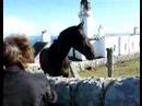 Scozia cavallo goloso Scozia cavallo goloso