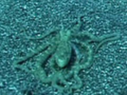 Octopus Mimics Flounder