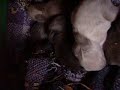 Baby rabbit