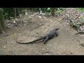 Underground River - PART 3 of 3 - Giant Lizards - Eagle Attack