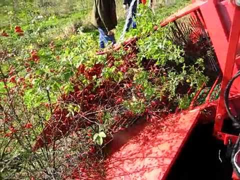 how to harvest rose hips