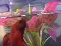Sakana-kun, the crazy beta fish Sakana-kun, the crazy beta fish