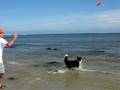 Disc Dogging in the Atlantic
