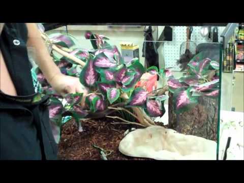 how to care for an emerald tree boa