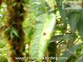 Near-ENDEMIC Bicolored Antvireo - Dysithamnus occidentalis - www.colombiabirding.com