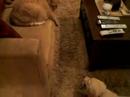 Lazy cat