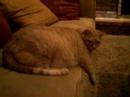 Lazy cat