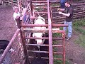 Bull Ride