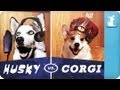 Pet Vs. Pet Rap Battles: Husky Vs. Corgi