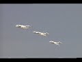 Flyers 2006 - Formaci�n de Lear Jets