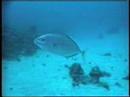 things that live in the sea... things that live in the sea...