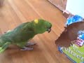 Parrot Bowling with Nicky