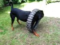 Rottweiler playing with his tyre.