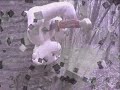 Paranormal-Spiritum.skyrock.com Paranormal-Spiritum.skyrock.com