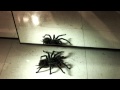 Big Spider Mygale/ Araignée Géante Lasiodora Parahybana
