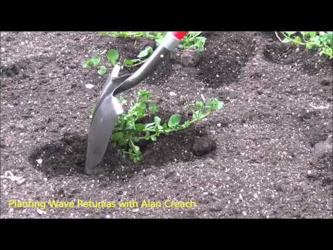 how to replant petunias