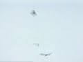 bird strike 3