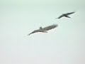 Bird strike 3