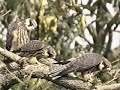 bird strike 3