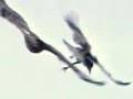 Bird strike 3