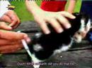 Poesjes Episode 8, Shot.  Subtitled!