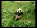 videos de Chengdu Giant Panda Breeding Station