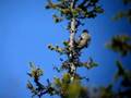 Siberian Jay - Perisoreus infaustus