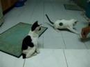 Three Cute Kittens 2nd Vaccination & Deworming Three Cute Kittens 2nd Vaccination & Deworming