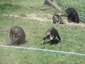 monkey grabs other monkeys ass monkey grabs other monkeys ass
