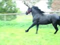 friesian stallion