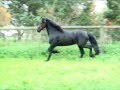 friesian stallion