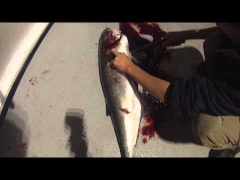 how to bleed bluefish