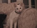 DEAF CAT EFFIE DEAF CAT EFFIE