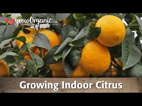 Growing Indoor Citrus