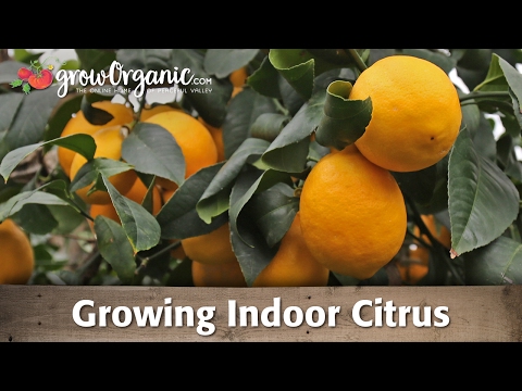 how to grow oranges