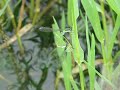 ????Damselfly??Video 09