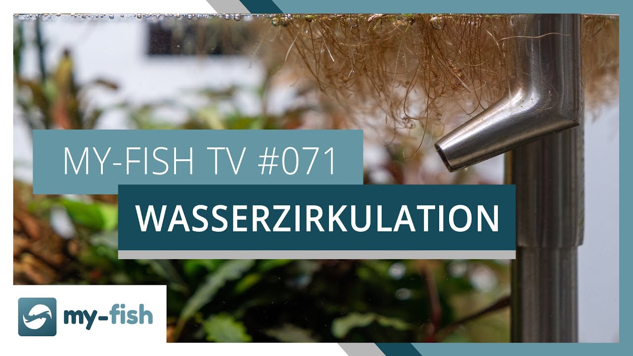 Wasserzirkulation und Strömung im Aquarium optimieren | my-fish TV #071