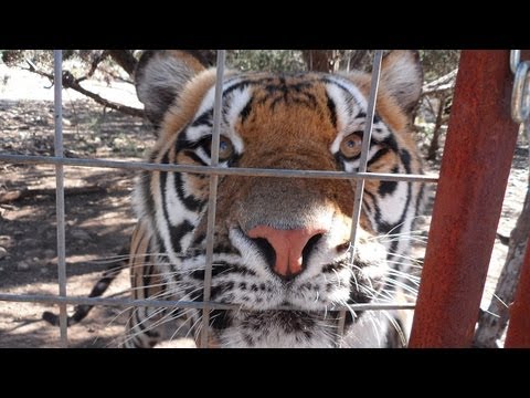 tiger