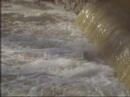 Tree Stump Attempts Upstream Migration