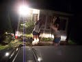 frolicing in the driveway frolicing in the driveway