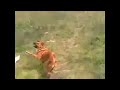 Dog raver! The name of the song is XS Project - Life Is Pump The direct download link for the HQ song is: rapidshare.com
