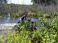 Ryan's first time crossing a pond