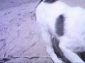 videos de rodoll ii caccho en la plaaya (para javii)