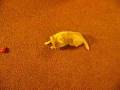 Dogbook Movie: 