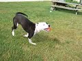 paris playing