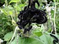 Peacock Butterfly Caterpillars