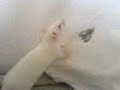 Ratties New Home