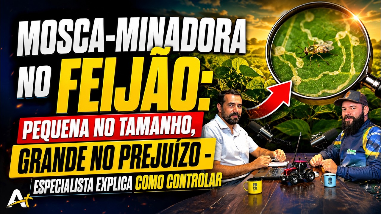 Mosca-Minadora no Feijão: Pequena no Tamanho, Grande no Prejuízo - Especialista Explica o Controle.